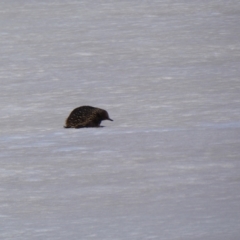 Tachyglossus aculeatus at Munyang, NSW - 13 Oct 2018 10:53 AM