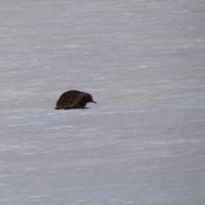 Tachyglossus aculeatus at Munyang, NSW - 13 Oct 2018 10:53 AM