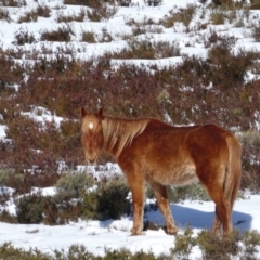 Equus caballus (Brumby, Wild Horse) at Jacobs River, NSW - 28 Aug 2017 by MB