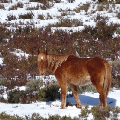 Equus caballus (Horse, Feral Horse) at Jacobs River, NSW - 28 Aug 2017 by MB