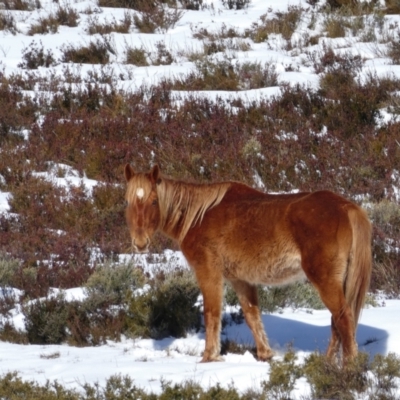 Equus caballus (Brumby, Wild Horse) at Jacobs River, NSW - 28 Aug 2017 by MB