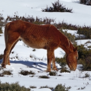 Equus caballus at Jacobs River, NSW - 28 Aug 2017