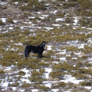 Equus caballus at Jacobs River, NSW - suppressed