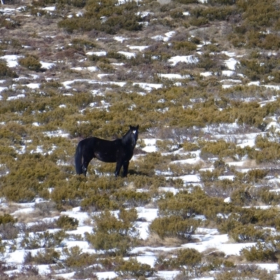 Equus caballus (Brumby, Wild Horse) at Jacobs River, NSW - 2 Aug 2017 by MB