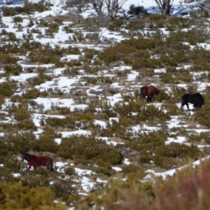 Equus caballus at Jacobs River, NSW - suppressed