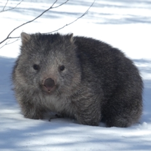 Vombatus ursinus at Perisher Valley, NSW - 9 Aug 2017