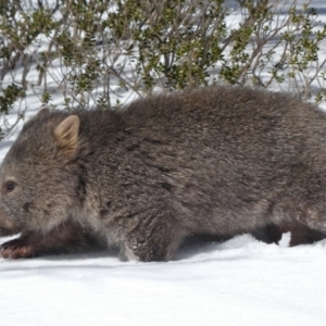 Vombatus ursinus at Perisher Valley, NSW - 9 Aug 2017