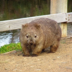 Vombatus ursinus (Common wombat, Bare-nosed Wombat) at Maria Island, TAS by MB