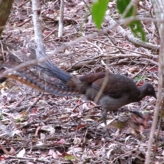 Menura novaehollandiae (Superb Lyrebird) at Green Cape, NSW - 15 Nov 2014 by MB