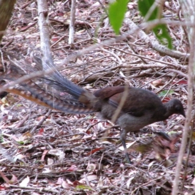 Menura novaehollandiae (Superb Lyrebird) at Green Cape, NSW - 15 Nov 2014 by MB