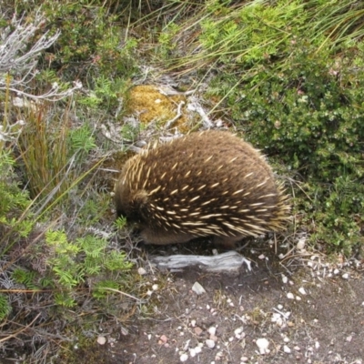 Tachyglossus aculeatus (Short-beaked Echidna) at Cradle Mountain, TAS - 11 Feb 2012 by MB