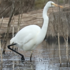 Ardea alba (Great Egret) at Chesney Vale, VIC - 15 Jul 2024 by jb2602