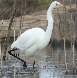 Ardea alba (Great Egret) at Chesney Vale, VIC by jb2602