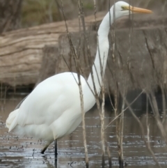 Ardea alba at Chesney Vale, VIC - 15 Jul 2024