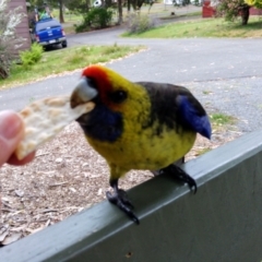 Platycercus caledonicus (Green Rosella) at Port Arthur, TAS - 30 Nov 2016 by MB