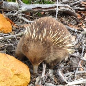 Tachyglossus aculeatus at Cape Pillar, TAS - 29 Nov 2016