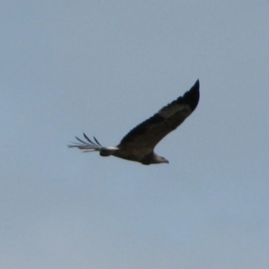 Haliaeetus leucogaster at Geeveston, TAS - 12 Mar 2012