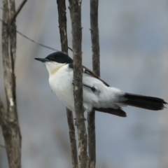 Myiagra inquieta (Restless Flycatcher) at Winton North, VIC - 15 Jul 2024 by jb2602