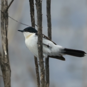 Myiagra inquieta at Winton North, VIC - 15 Jul 2024 11:30 AM