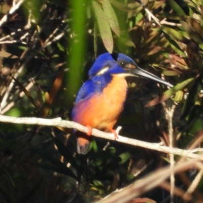 Ceyx azureus (Azure Kingfisher) at Crystal Creek, QLD - 12 Jul 2024 by TerryS