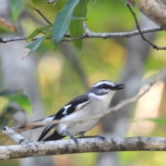 Poecilodryas superciliosa (White-browed Robin) at Crystal Creek, QLD - 12 Jul 2024 by TerryS