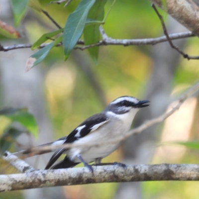 Poecilodryas superciliosa (White-browed Robin) at Crystal Creek, QLD - 13 Jul 2024 by TerryS