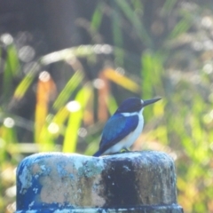 Todiramphus macleayii (Forest Kingfisher) at Mutarnee, QLD - 12 Jul 2024 by TerryS