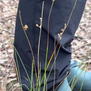 Juncus subsecundus at Higgins, ACT - 17 Jul 2024