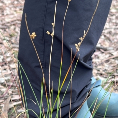 Juncus subsecundus (Finger Rush) at Higgins, ACT - 17 Jul 2024 by Untidy