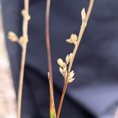 Juncus subsecundus at Higgins, ACT - 17 Jul 2024