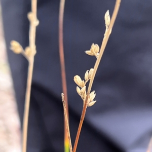 Juncus subsecundus at Higgins, ACT - 17 Jul 2024 07:11 PM