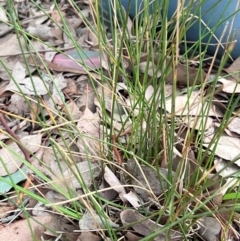 Juncus subsecundus at Higgins, ACT - 17 Jul 2024