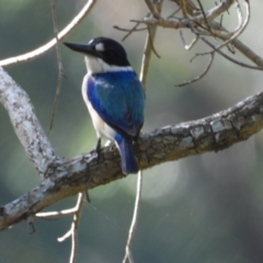Todiramphus macleayii (Forest Kingfisher) at Mutarnee, QLD - 13 Jul 2024 by TerryS