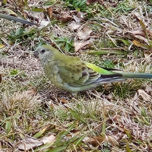 Psephotus haematonotus at Kambah, ACT - 17 Jul 2024