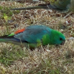 Psephotus haematonotus at Kambah, ACT - 17 Jul 2024