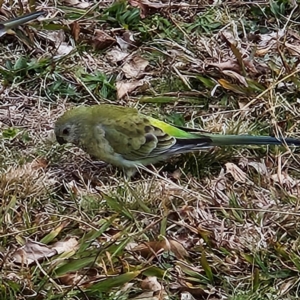 Psephotus haematonotus at Kambah, ACT - 17 Jul 2024