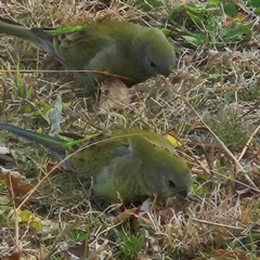 Psephotus haematonotus at Kambah, ACT - 17 Jul 2024