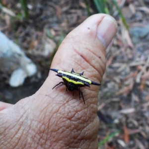 Gasteracantha fornicata at Crystal Creek, QLD - 14 Jul 2024 08:02 AM