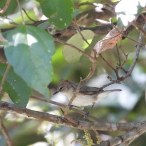 Gerygone magnirostris at Mutarnee, QLD - 14 Jul 2024