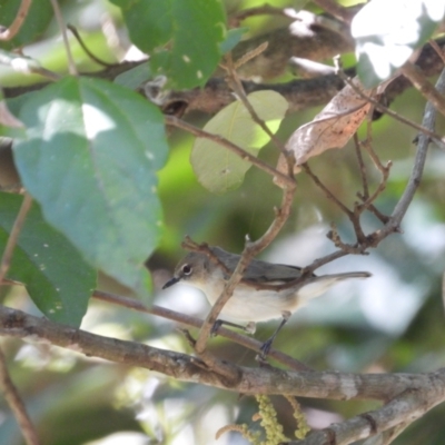 Gerygone magnirostris (Large-billed Gerygone) at Mutarnee, QLD - 14 Jul 2024 by TerryS