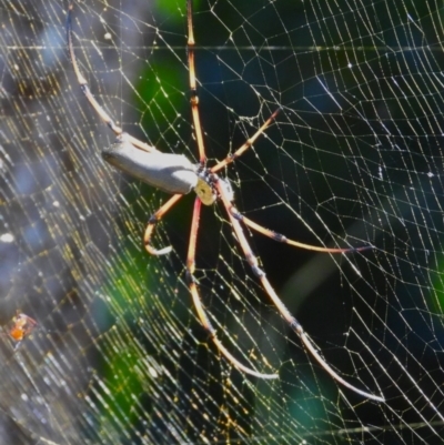 Trichonephila plumipes (Humped golden orb weaver) at Mutarnee, QLD - 14 Jul 2024 by TerryS