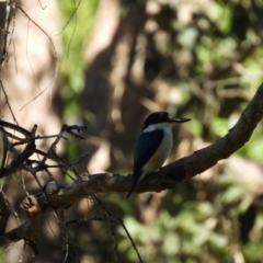 Todiramphus macleayii (Forest Kingfisher) at Mutarnee, QLD - 14 Jul 2024 by TerryS