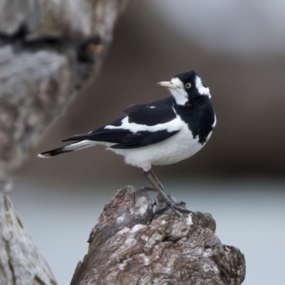 Grallina cyanoleuca (Magpie-lark) at Winton Wetlands - 15 Jul 2024 by jb2602