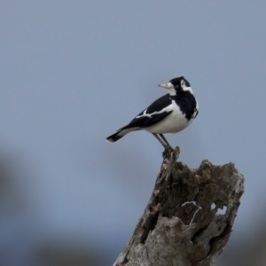 Grallina cyanoleuca at Winton North, VIC - 15 Jul 2024