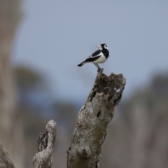 Grallina cyanoleuca at Winton North, VIC - 15 Jul 2024