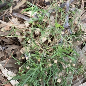 Convolvulus erubescens at Lake Cargelligo, NSW - 24 Jun 2024