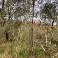 Acacia stenophylla at Lake Cargelligo, NSW - 24 Jun 2024 12:13 PM