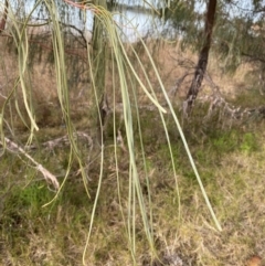 Acacia stenophylla at Lake Cargelligo, NSW - 24 Jun 2024