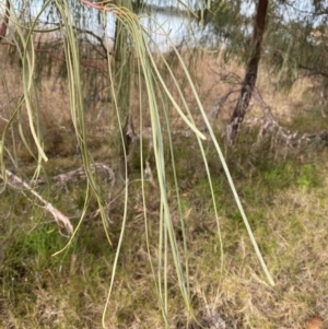 Acacia stenophylla at Lake Cargelligo, NSW - 24 Jun 2024