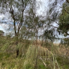 Acacia stenophylla at Lake Cargelligo, NSW - 24 Jun 2024